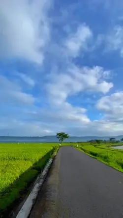 Video Sawah