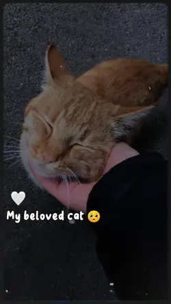 my beloved cat