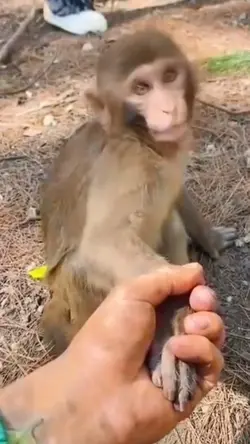 Lah ko jadi Monyet