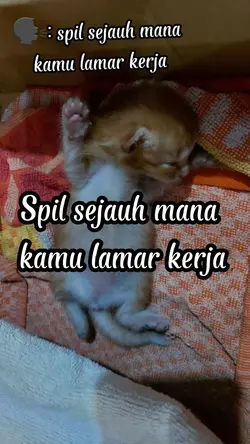 Spil cari kerja