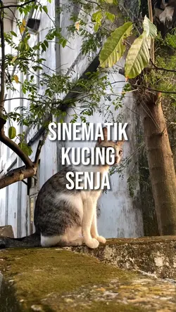 Sinematikucing Senja