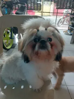 bagong gupit 