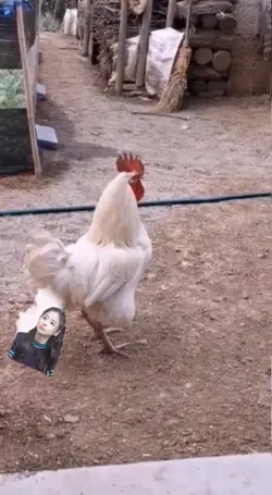 ayam kentut