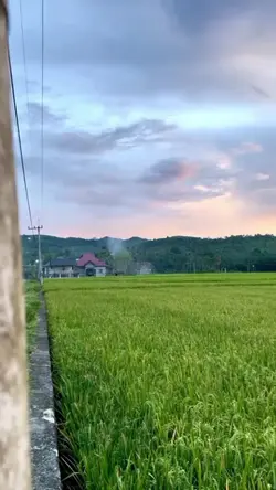 slowmo sawah estetik
