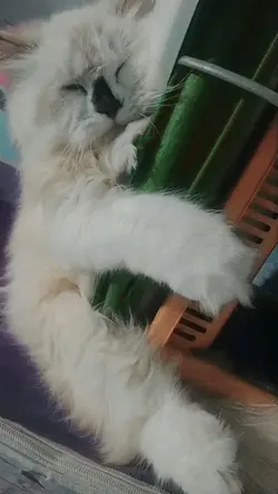 hello caty pretty 