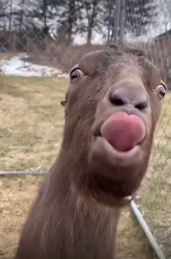 kambing