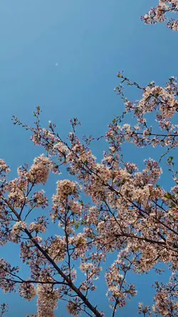 flower by jisoo