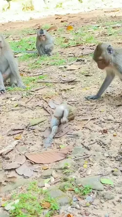 Funny video of monke