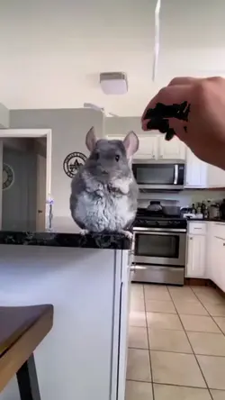 smart mouse