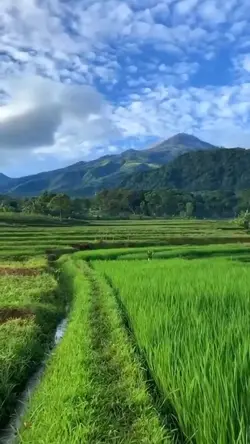 suasana desa