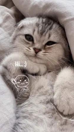cat wakeup