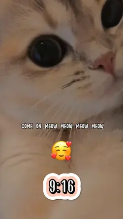 Cute Meow…