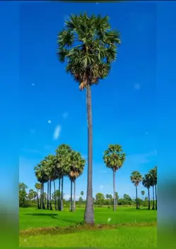 ខ្មាស់អ្នកខ្លាំងណាស់