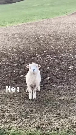 KAMBING MEME