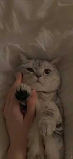 satu atau dua?