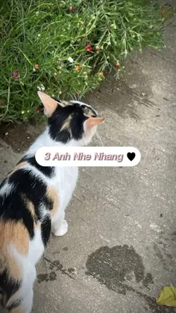 [3] Nhẹ Nhàng Cute