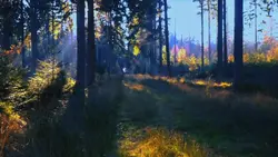 Video Aesthetic