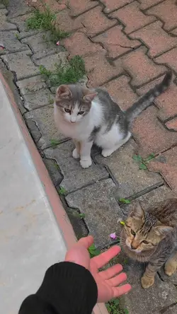 suara kucing