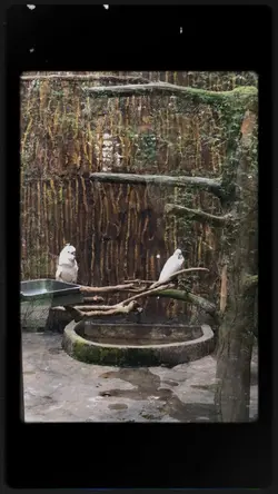 zoodate xixixi
