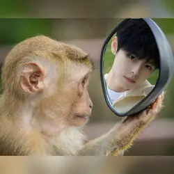 mirror meme
