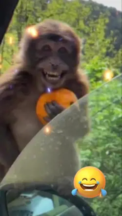 Monkey Prank