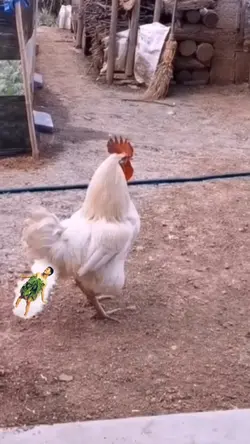 Ayam Kentut