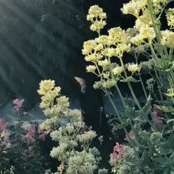 very beautiful 