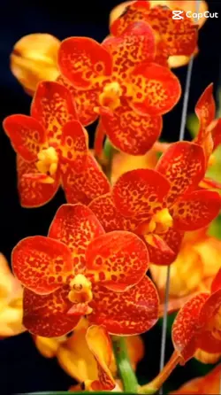 ORCHIDS