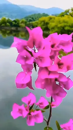 Dangdutan 