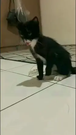 Mentahan kucing