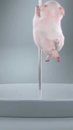 Pigswapface