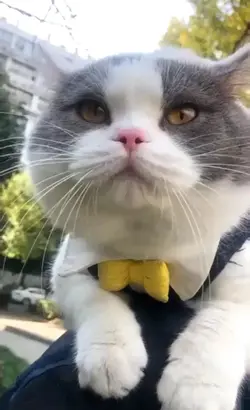 Kucing Ngambek 