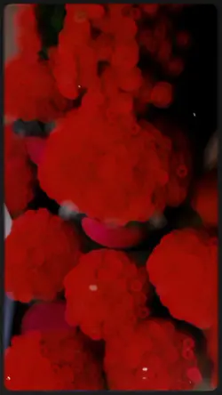 Red rose