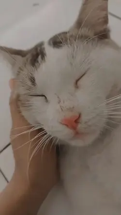 ngorok 