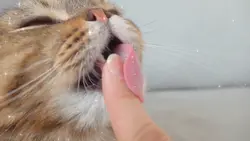 Kucing miaw miaw