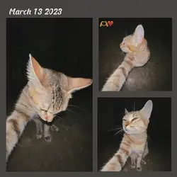 March 13 2023