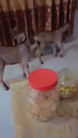 buat prank