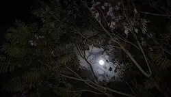 moon gazing 