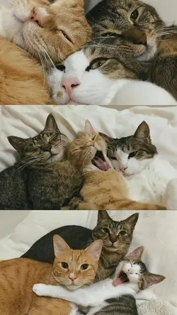 TRIO