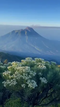 suara alam