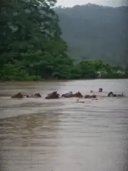 Banjir Taliwang