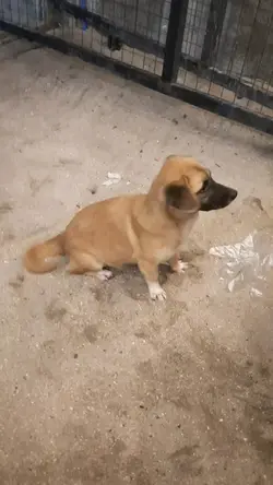 Jolly dog