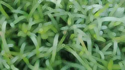 GRASS