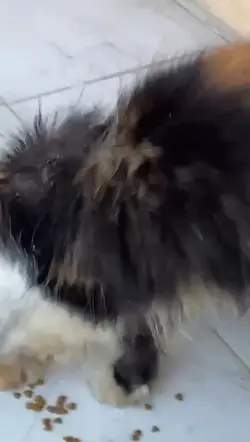 Kucing Rescue