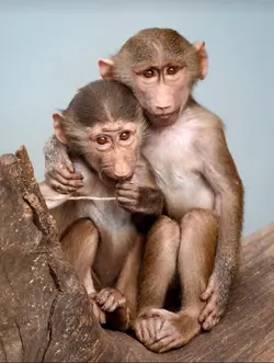 Monkey #Glowup