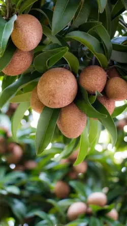 Tropical Fruit