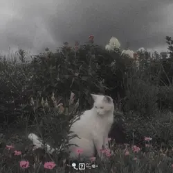 🎐̤̮ ⛥🫧𖦹⋆