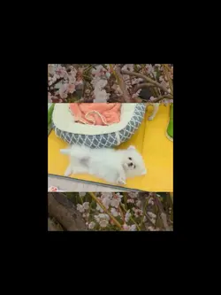 梅パピーミックス