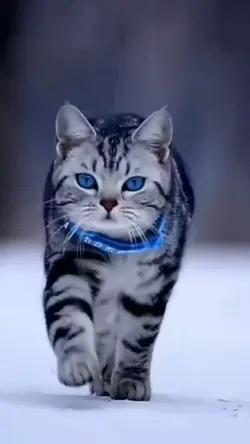 #VidioXFoto 