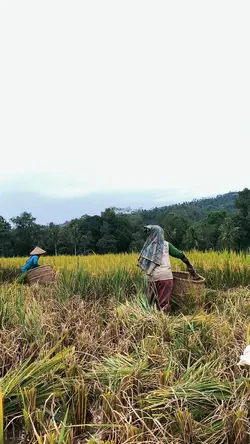 PESAWAHAN